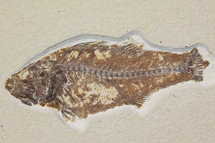 Bargain, Fossil Fish (Mioplosus) - Wyoming #119454
